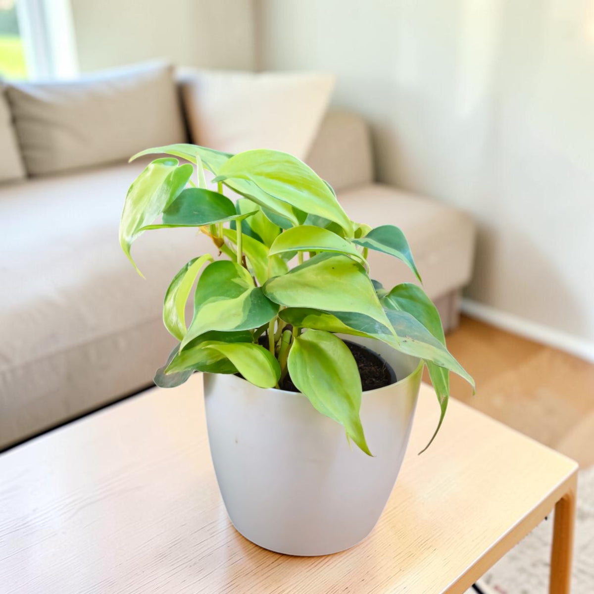 Philodendron oxycardium (Variegated) Plant