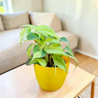 Philodendron oxycardium (Variegated) Plant