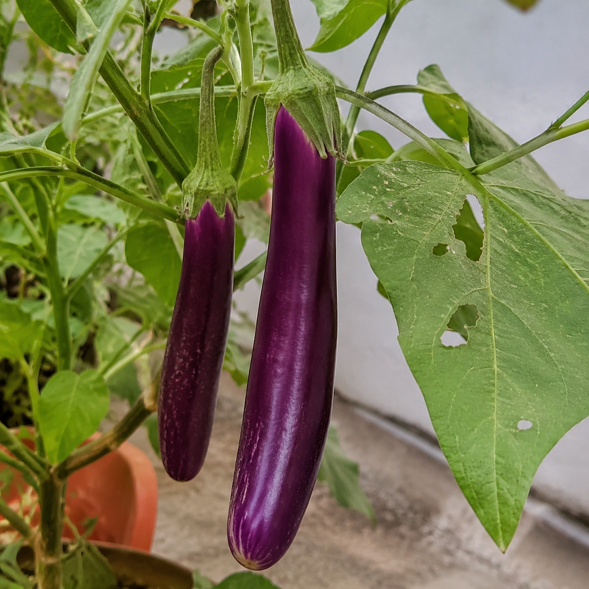 Purple Long Brinjal Seeds – F1 Hybrid