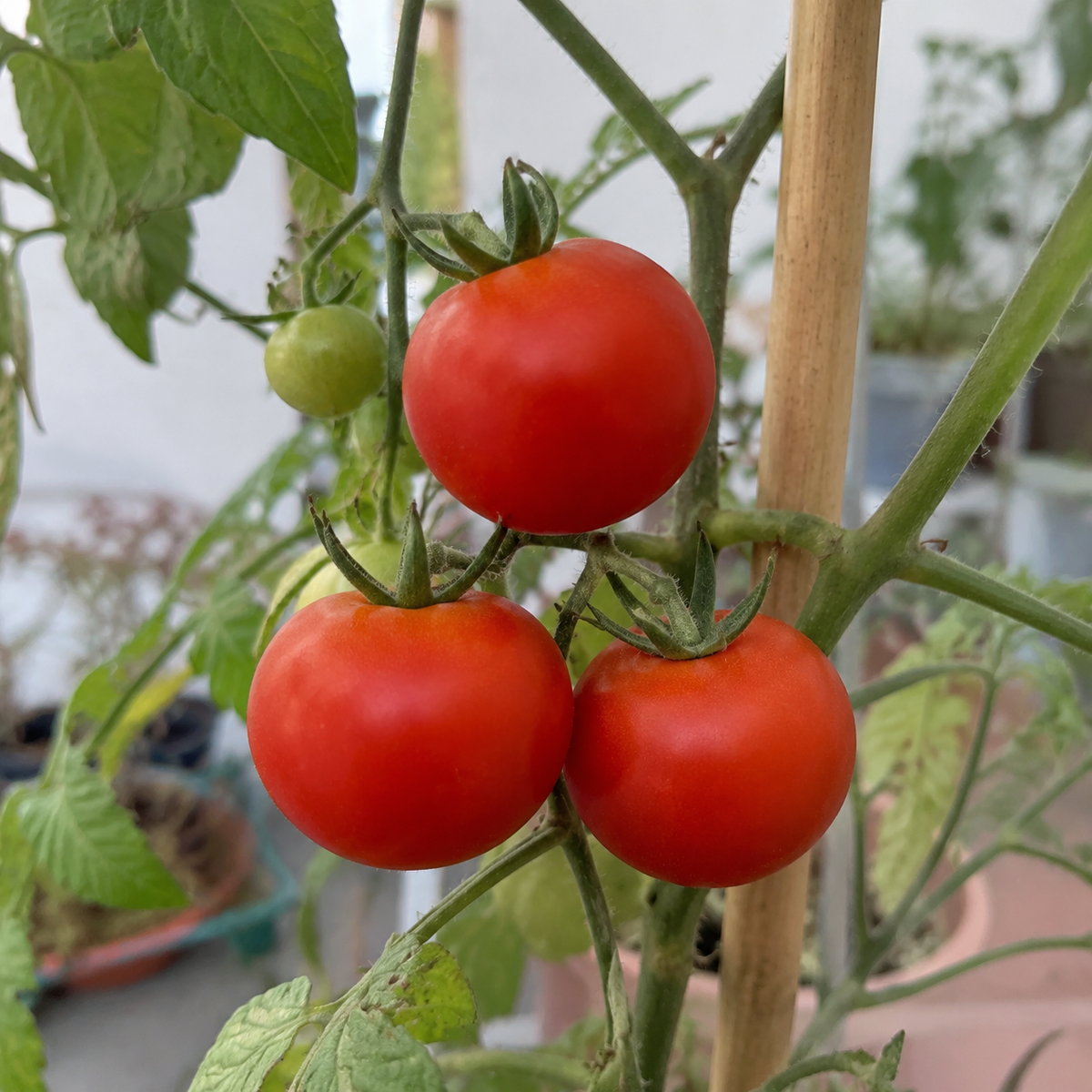 Pusa Ruby Tomato Seeds – Open-Pollinated Desi