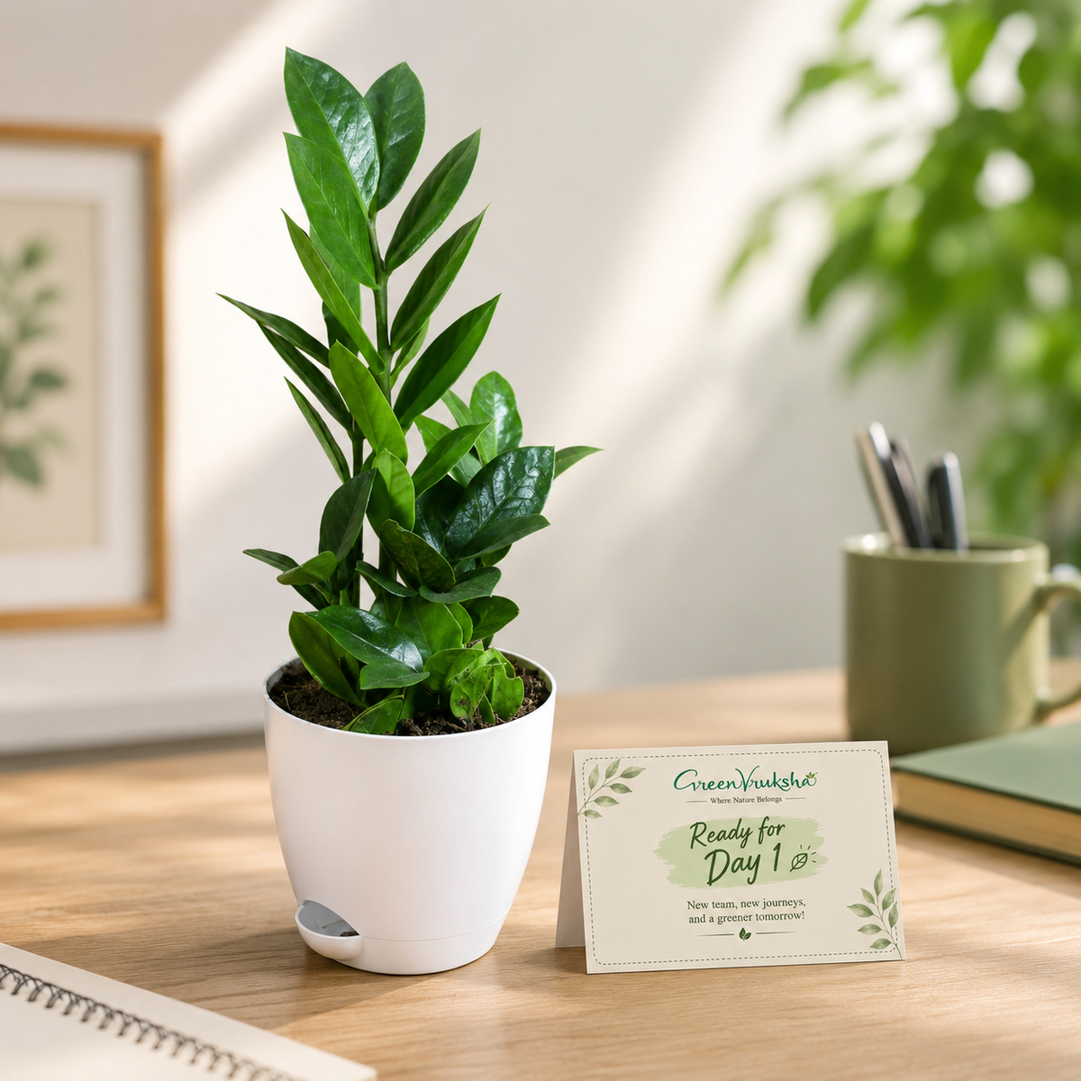 Ready for Day One – ZZ Plant Corporate Welcome Gift
