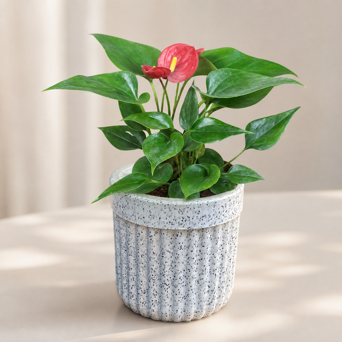 Red Anthurium – Living Bloom