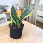 Sansevieria, Snake (Golden Hahnii) Plant