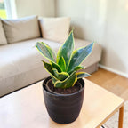 Sansevieria, Snake (Golden Hahnii) Plant