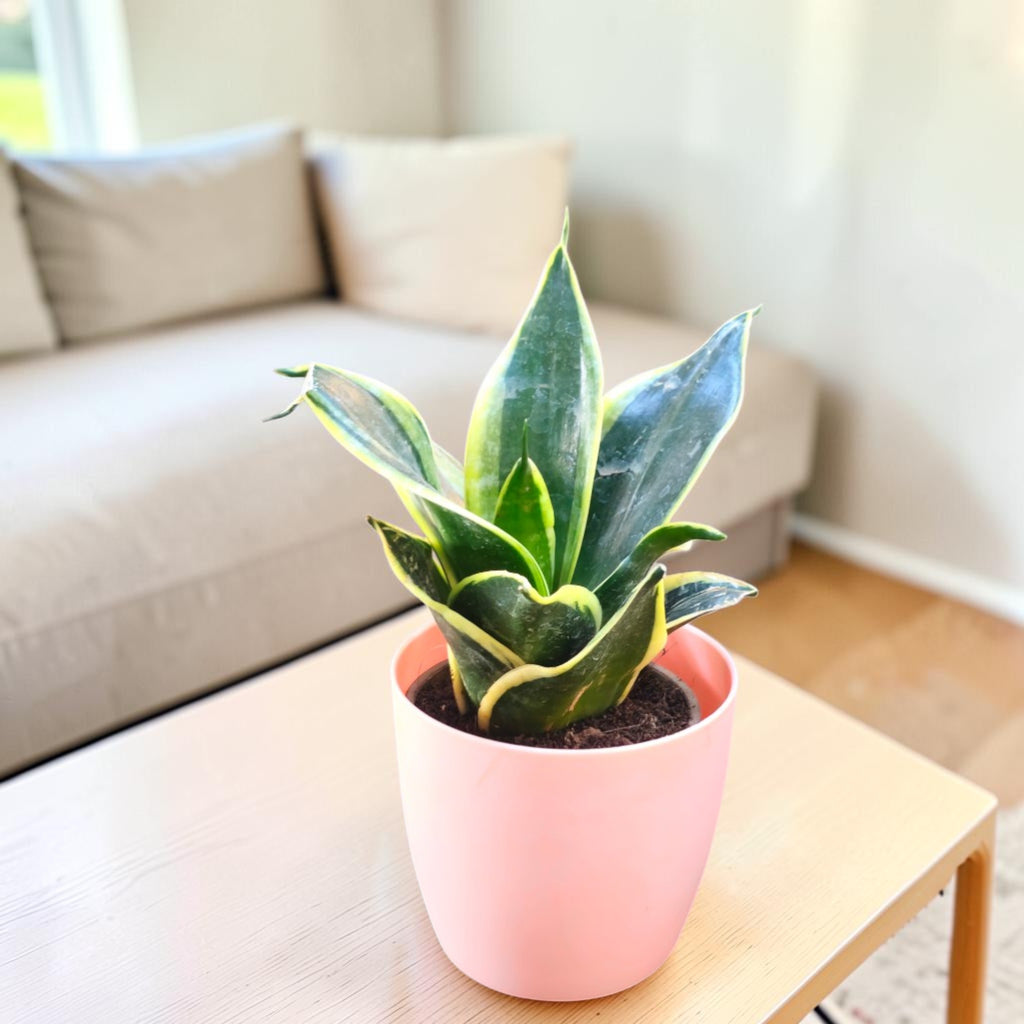 Sansevieria, Snake (Golden Hahnii) Plant