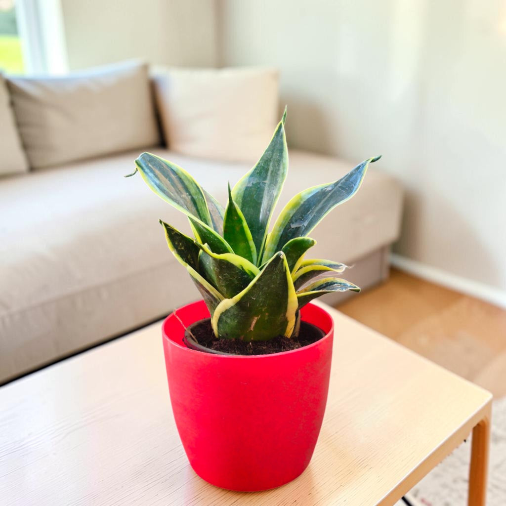 Sansevieria, Snake (Golden Hahnii) Plant