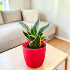 Sansevieria, Snake (Golden Hahnii) Plant
