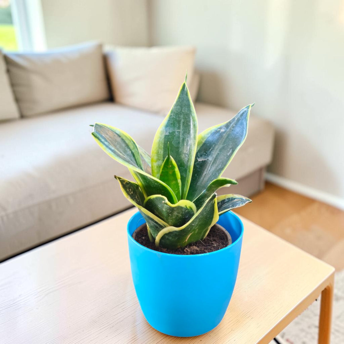 Sansevieria, Snake (Golden Hahnii) Plant