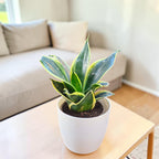 Sansevieria, Snake (Golden Hahnii) Plant