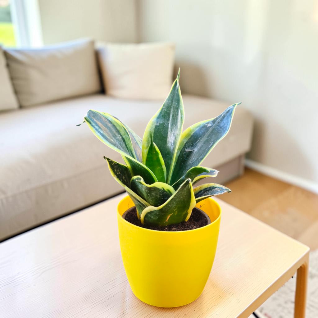 Sansevieria, Snake (Golden Hahnii) Plant