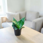 Sansevieria, Snake (Green Hahnii) Plant