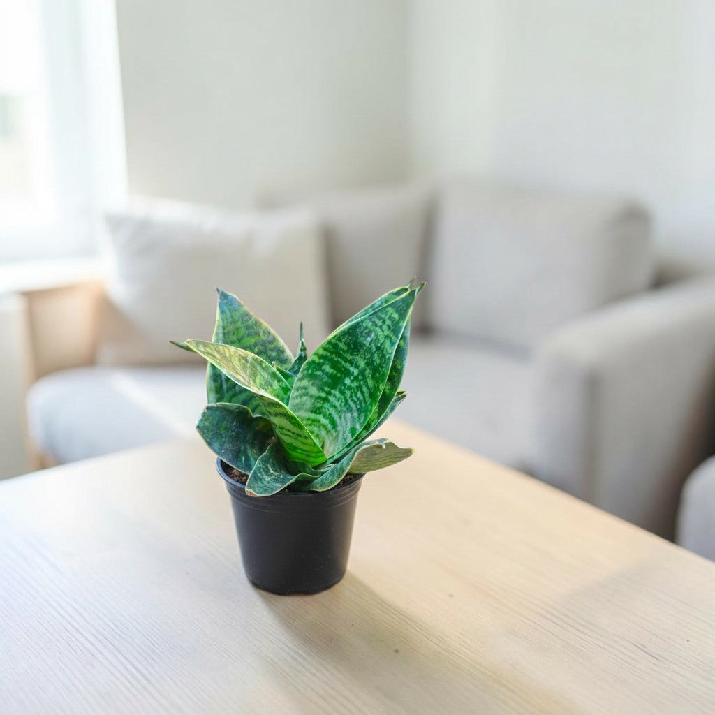 Sansevieria, Snake (Green Hahnii) Plant