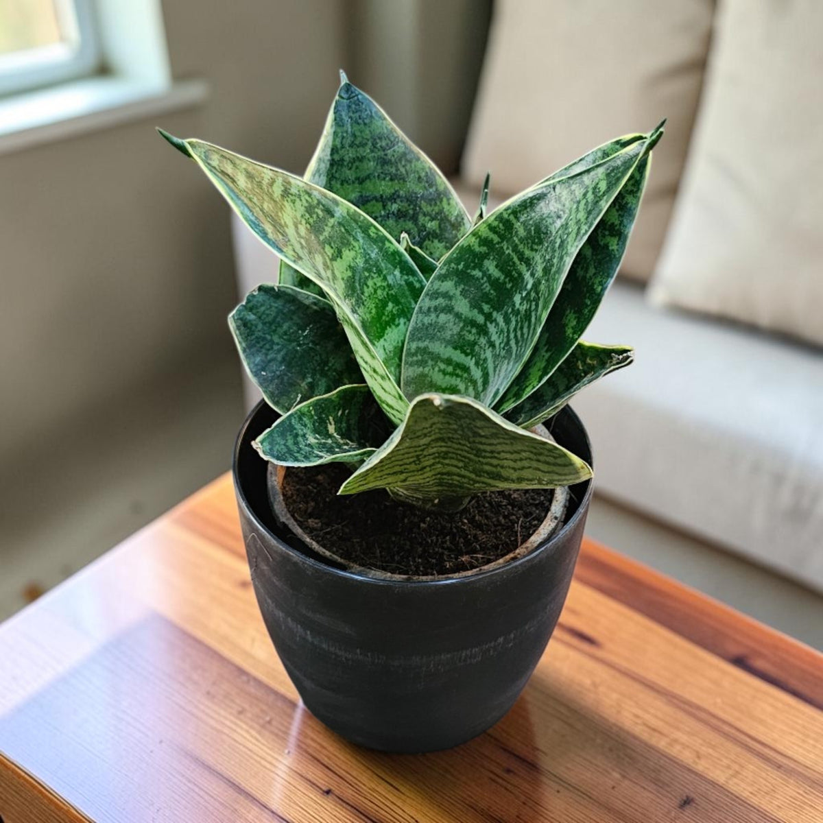 Sansevieria, Snake (Green Hahnii) Plant