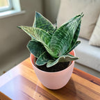 Sansevieria, Snake (Green Hahnii) Plant