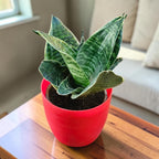 Sansevieria, Snake (Green Hahnii) Plant