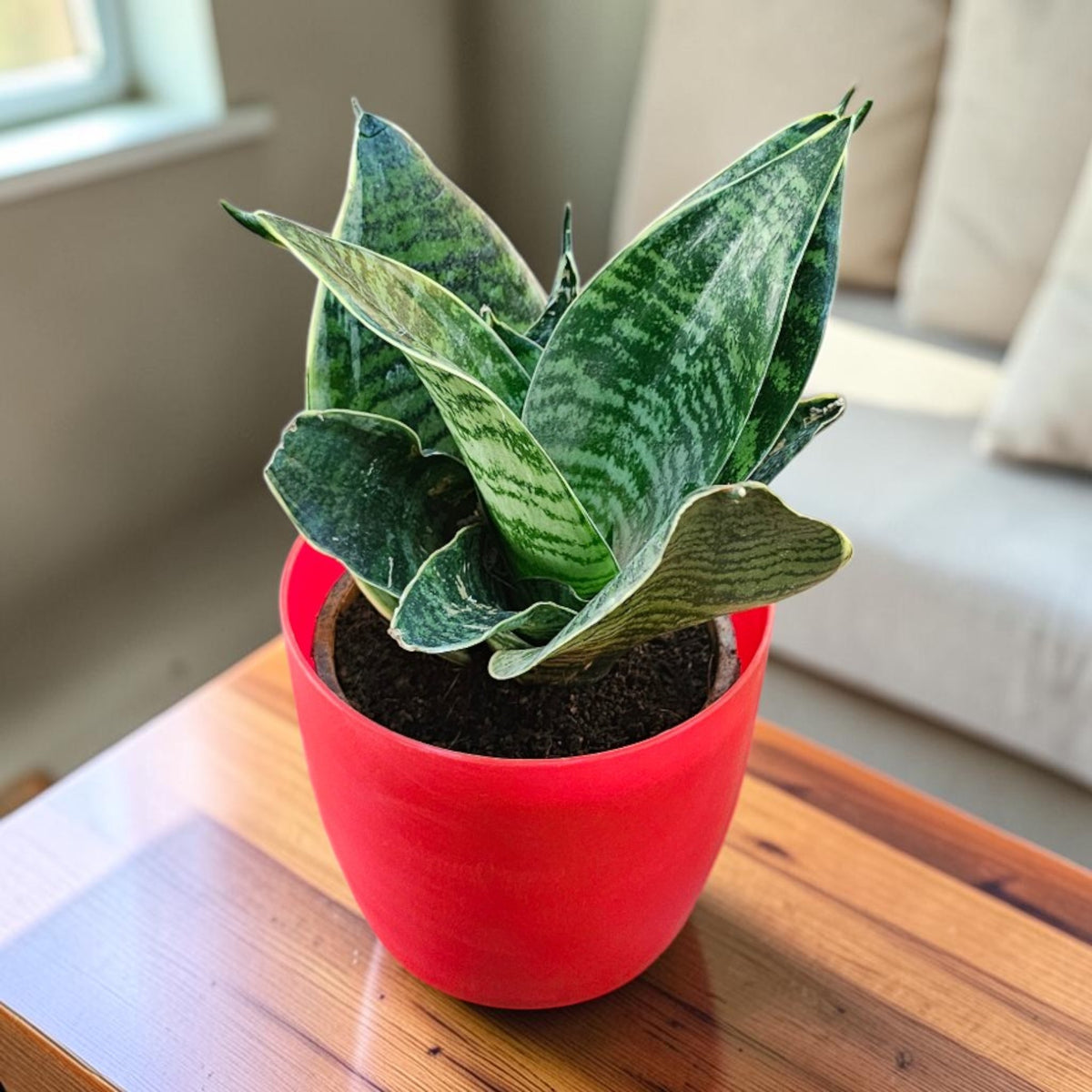 Sansevieria, Snake (Green Hahnii) Plant