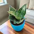 Sansevieria, Snake (Green Hahnii) Plant