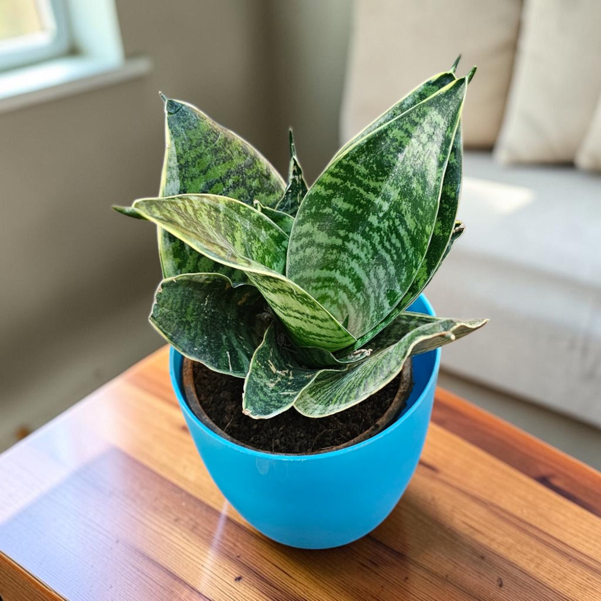 Sansevieria, Snake (Green Hahnii) Plant