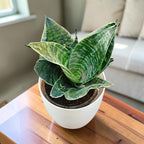 Sansevieria, Snake (Green Hahnii) Plant