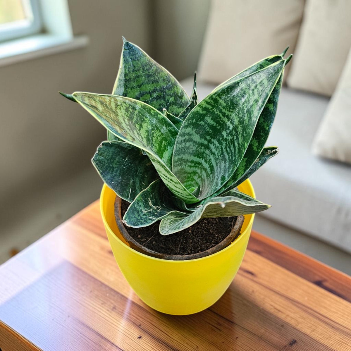 Sansevieria, Snake (Green Hahnii) Plant