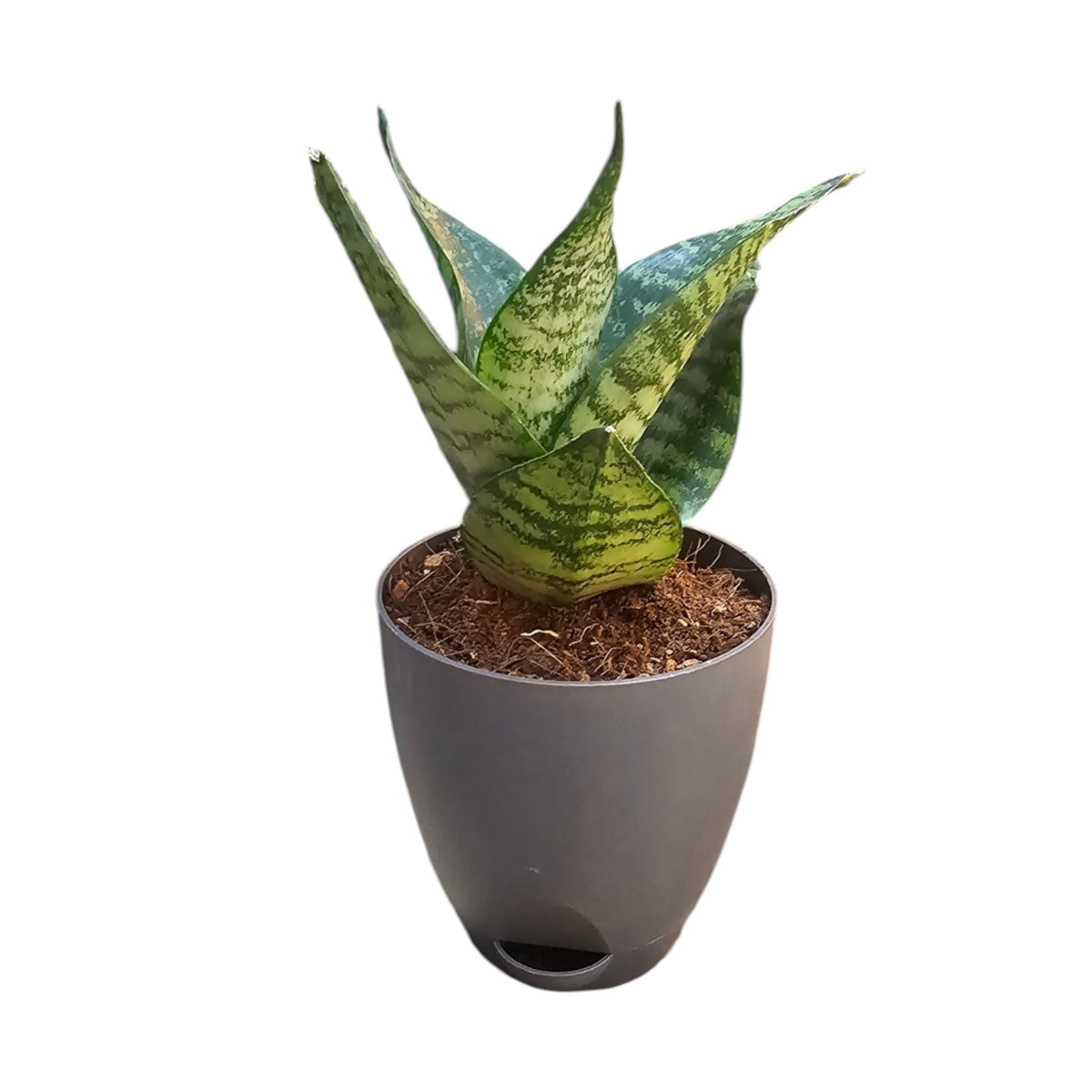 Sansevieria, Snake (Green Hahnii) Plant