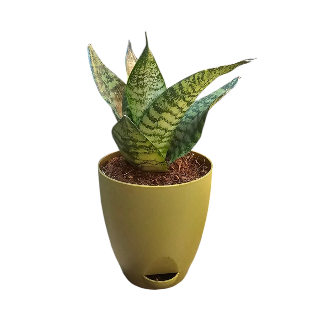 Sansevieria, Snake (Green Hahnii) Plant