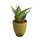 Sansevieria, Snake (Green Hahnii) Plant