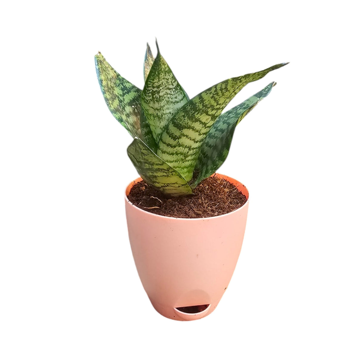 Sansevieria, Snake (Green Hahnii) Plant
