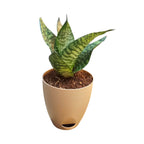 Sansevieria, Snake (Green Hahnii) Plant
