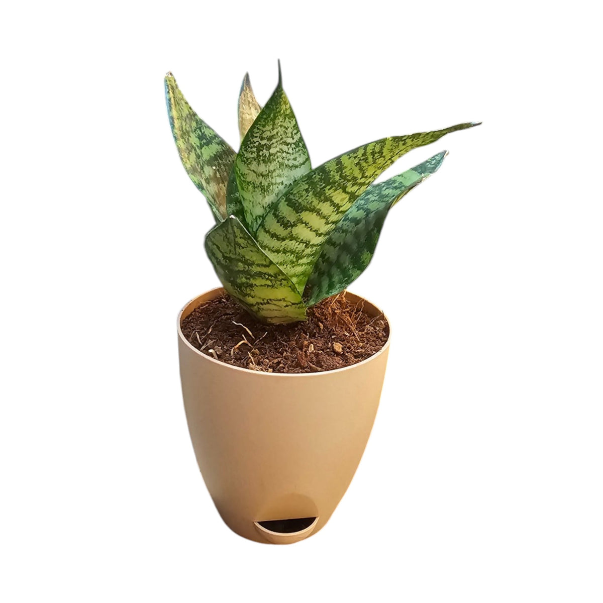 Sansevieria, Snake (Green Hahnii) Plant