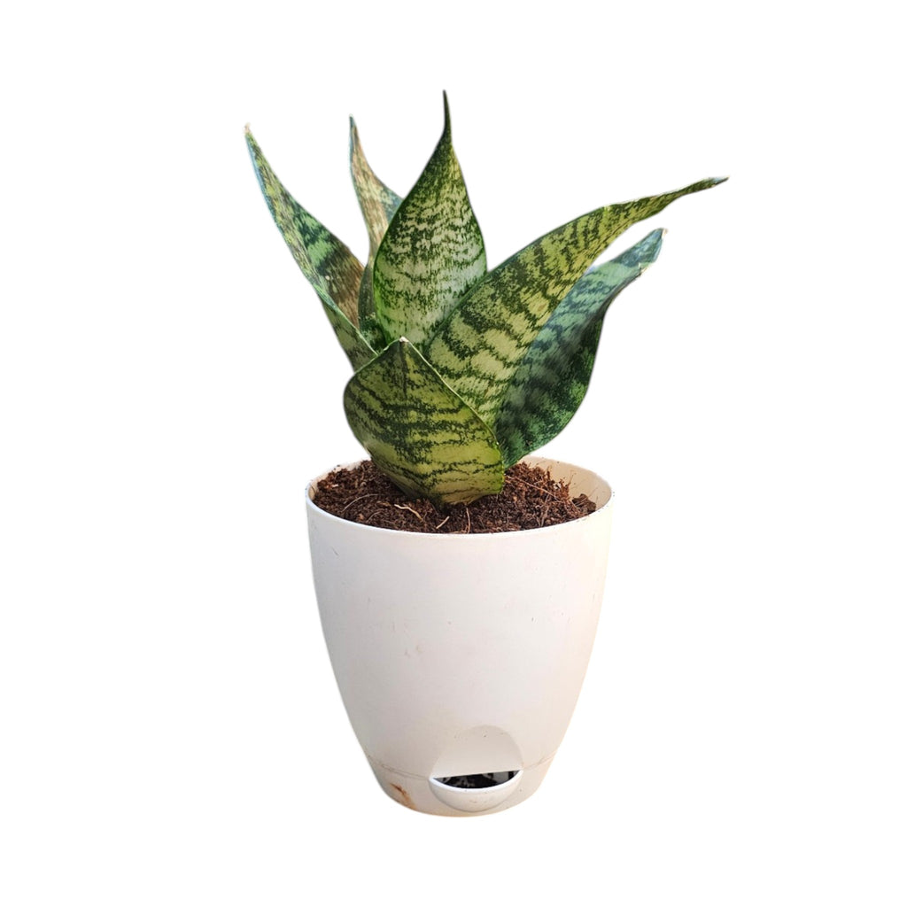 Sansevieria, Snake (Green Hahnii) Plant