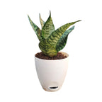 Sansevieria, Snake (Green Hahnii) Plant