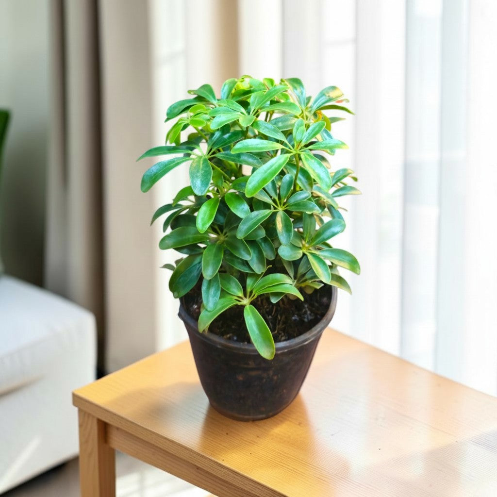 Schefflera (Green Mini) Plant