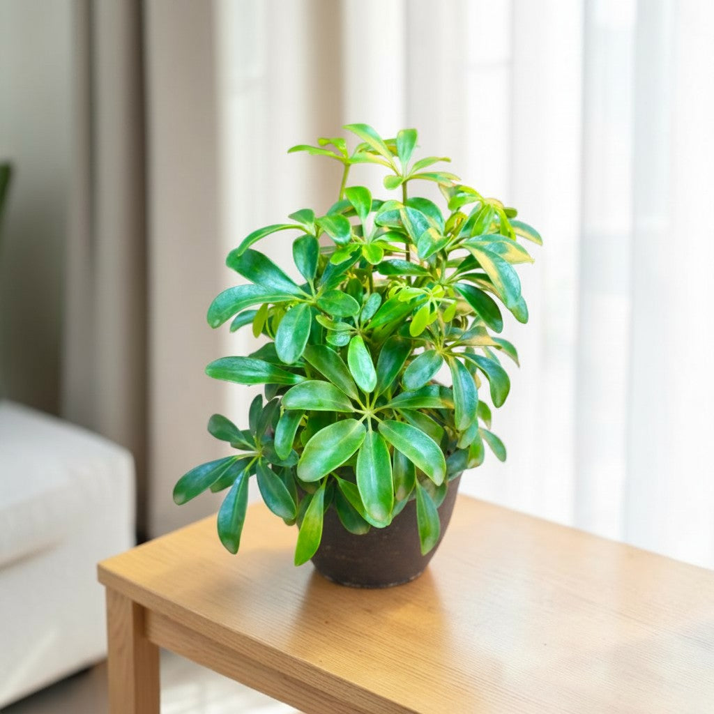 Schefflera (Green Mini) Plant