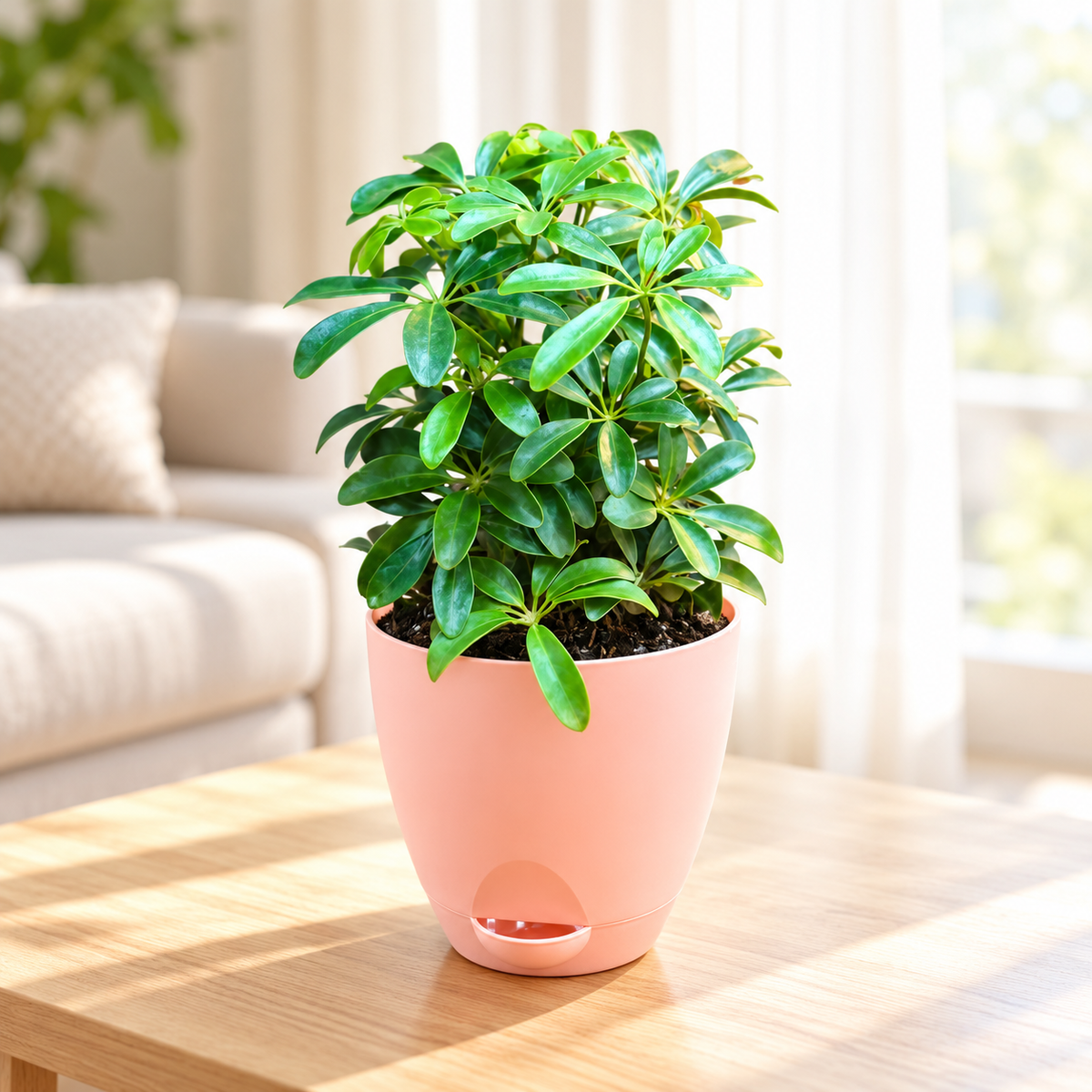 Schefflera (Green Mini) Plant