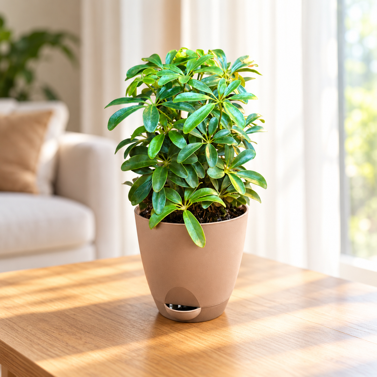 Schefflera (Green Mini) Plant