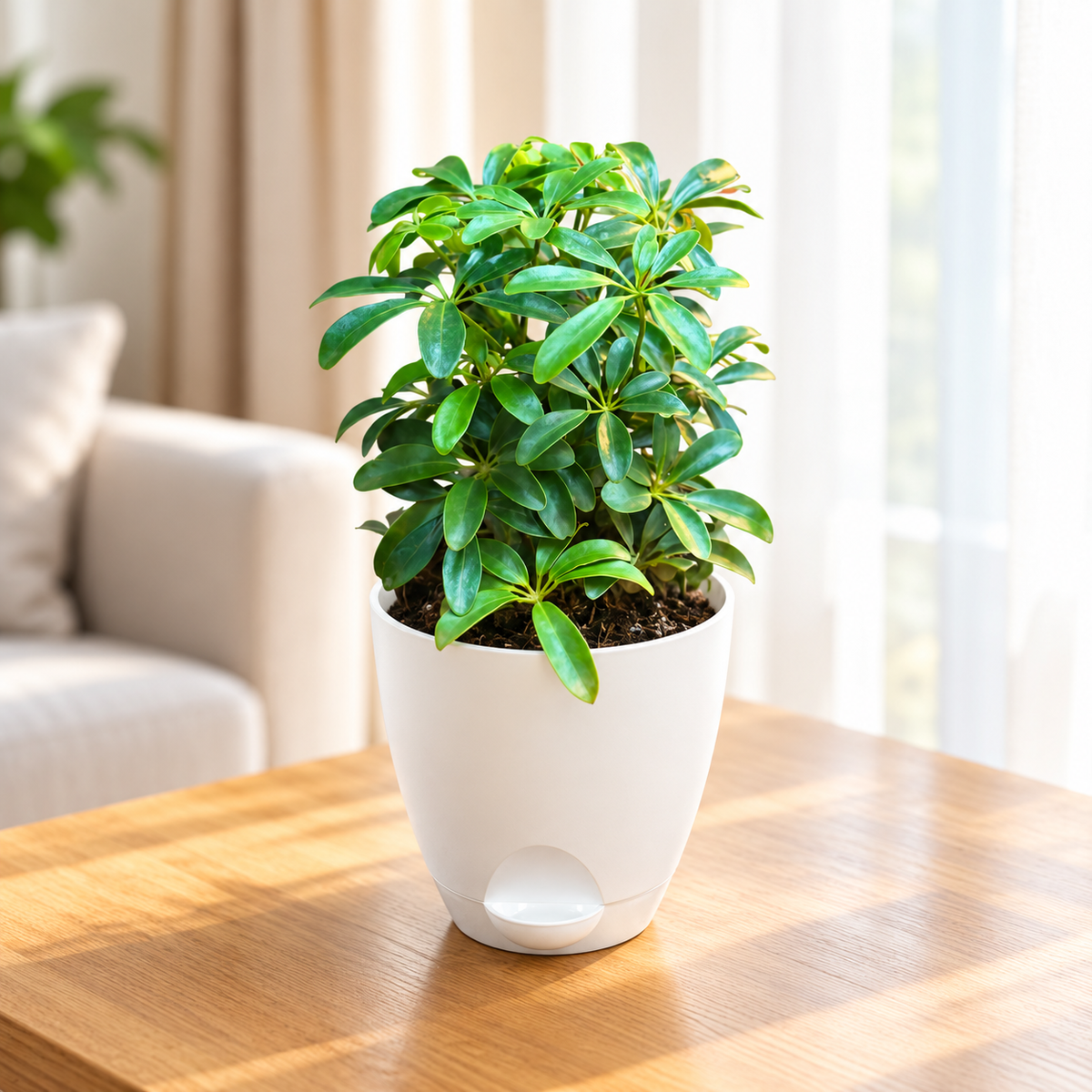 Schefflera (Green Mini) Plant