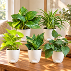 Set of 5 Beginner Friendly Indoor Plants - Easy Start Greens