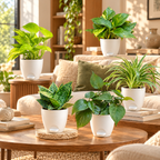 Set of 5 Beginner Friendly Indoor Plants - Easy Start Greens