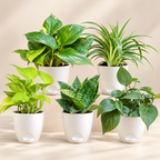 Set of 5 Beginner Friendly Indoor Plants - Easy Start Greens