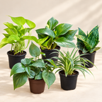 Set of 5 Beginner Friendly Indoor Plants - Easy Start Greens