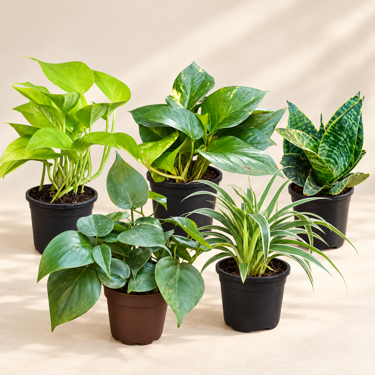 Set of 5 Beginner Friendly Indoor Plants - Easy Start Greens