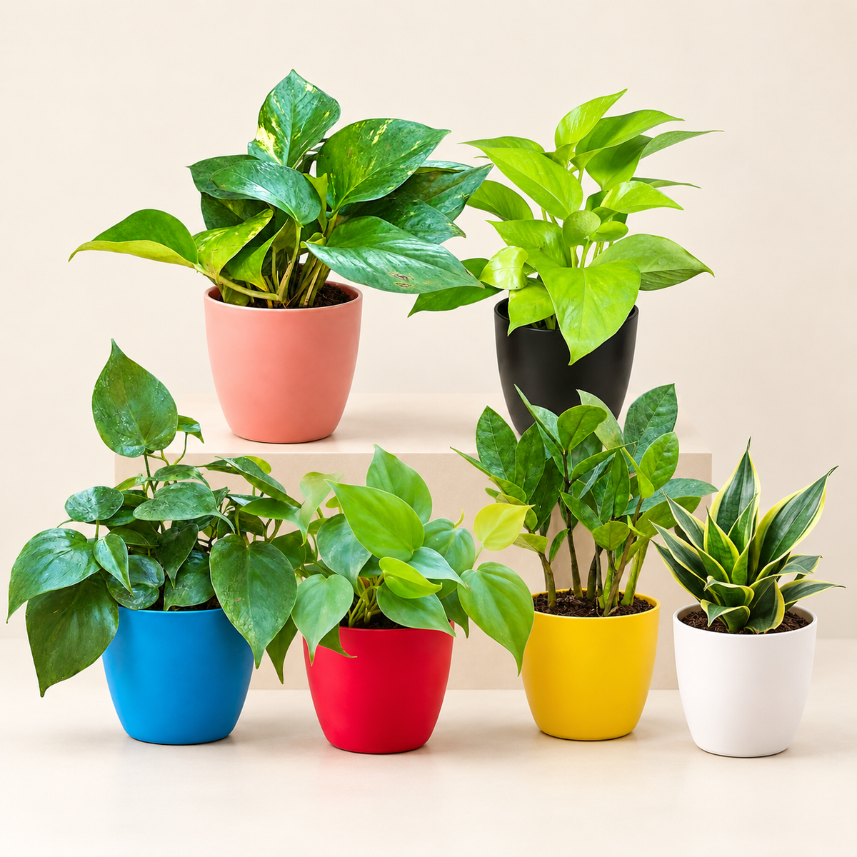 Set of 6 Low Maintenance Indoor Plants