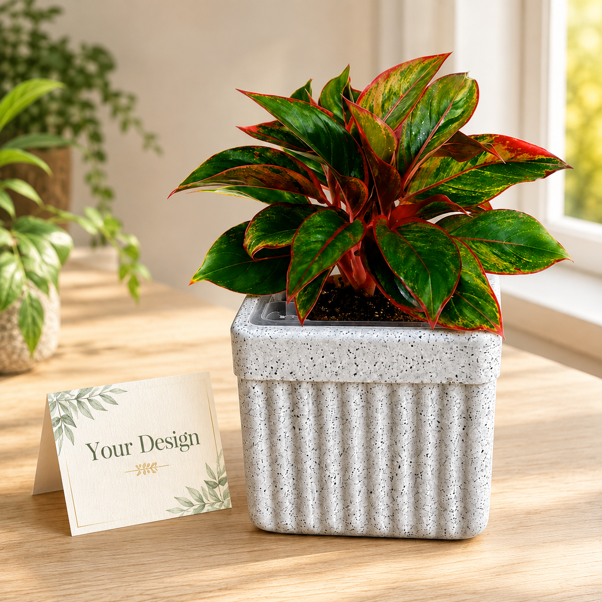 Signature Aglaonema – Premium Executive Plant Gift