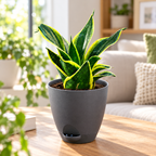 Sansevieria, Snake (Golden Hahnii) Plant