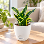 Sansevieria, Snake (Golden Hahnii) Plant