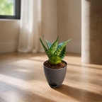 Sansevieria, Snake (Green Hahnii) Plant