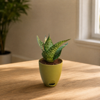 Sansevieria, Snake (Green Hahnii) Plant