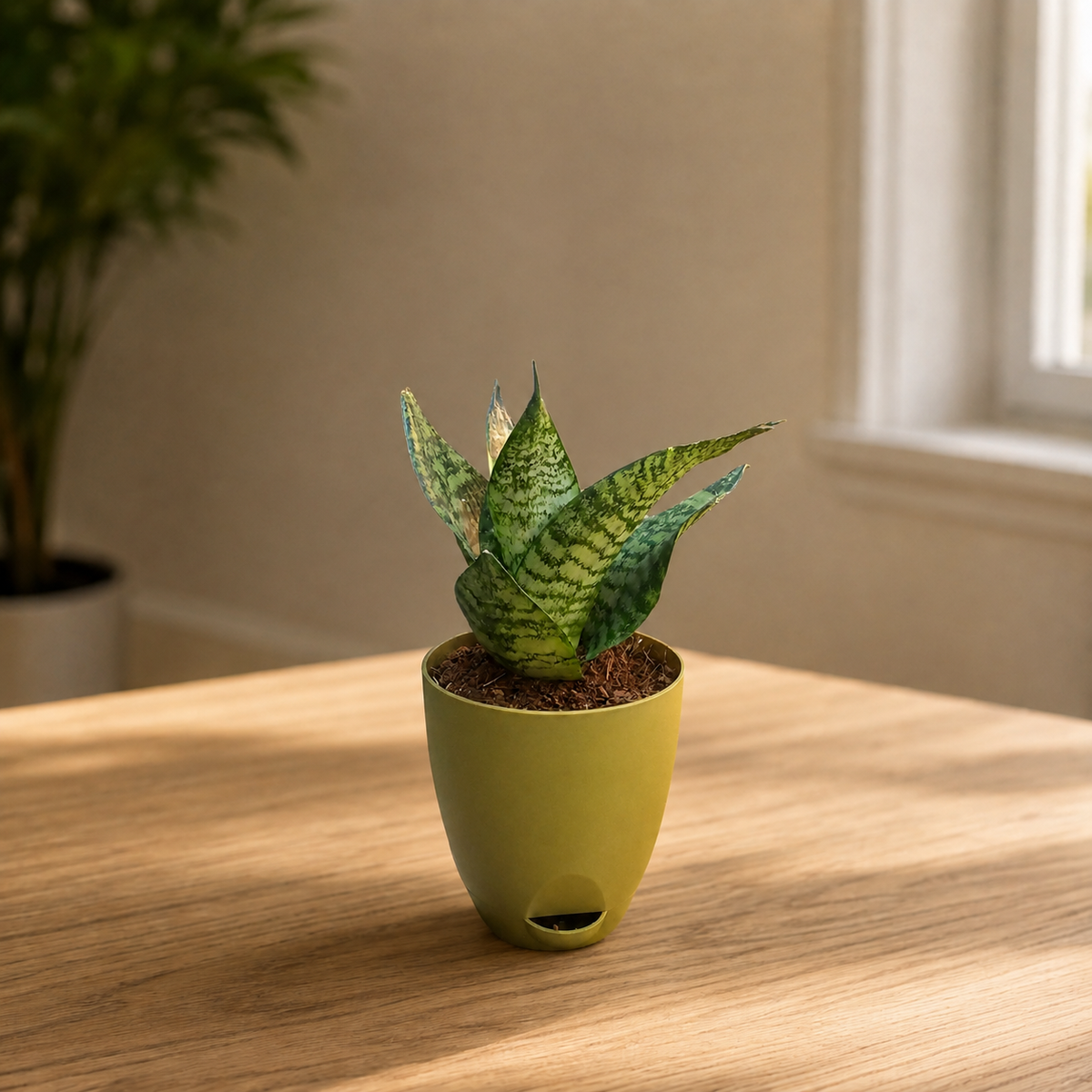 Sansevieria, Snake (Green Hahnii) Plant