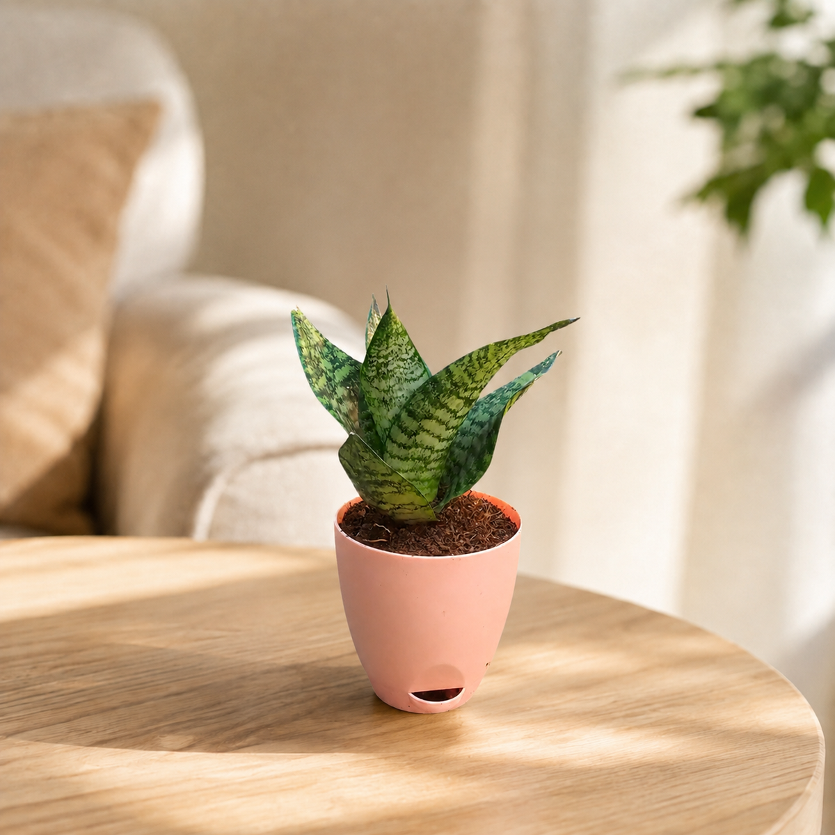 Sansevieria, Snake (Green Hahnii) Plant